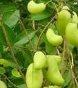 L-Citrulline