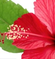 Hibiscus